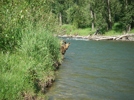 Elk river - Pair of baby moose