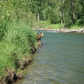 Elk river - Pair of baby moose pic 2