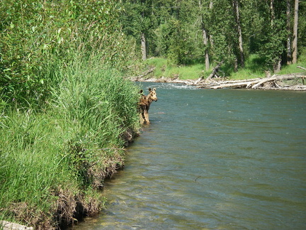 Elk river - Pair of baby moose pic 2