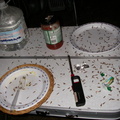 Coleman lantern caddis death toll about 1000 in 2 hours.
