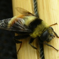 Badger lake bee