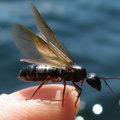 Jones lake black ant hatch