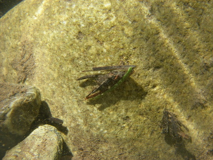 Skagit river caddis larvae
