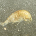 Gold shrimp