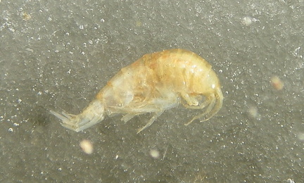 Gold shrimp