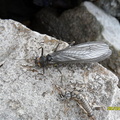 BUG---stone fly