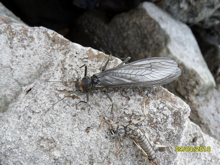 BUG---stone fly