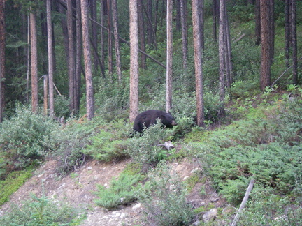 A young black bear on feeding near the side of the road on the Johnston canyon road.