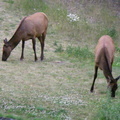 Elk feeding near the resort in Banff.