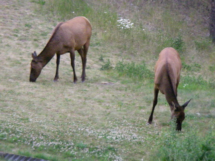 Elk feeding near the resort in Banff.