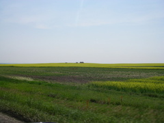 Canola fields just before Drumheller.