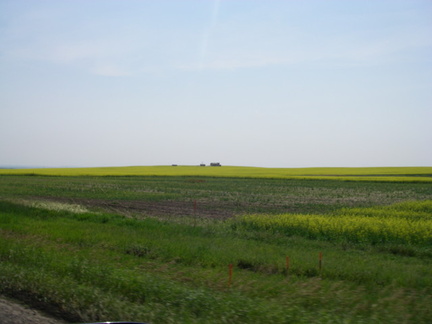 Canola fields just before Drumheller.