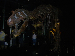 T-rex at the Royal Tyrrell Museum in Drumheller.