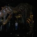 T-rex at the Royal Tyrrell Museum in Drumheller.