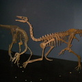 Raptors at the Royal Tyrrell Museum in Drumheller.