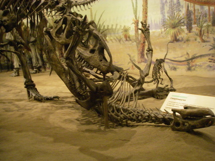 Another exibit at Royal Tyrrell Museum.