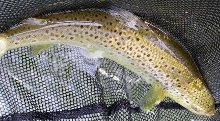 My second Brown takes a clouser on a dry line.