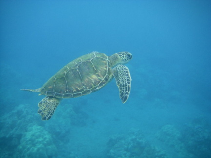 Maui turtle