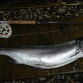 4x4's Vedder Coho Sept20 '07 14+H,12W and 17W