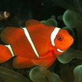 clown-fish
