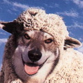 wolves_in_sheeps_clothing1.jpg