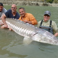 Fraser River Canyon sturgeon 8'2&quot; Sept 15 2013