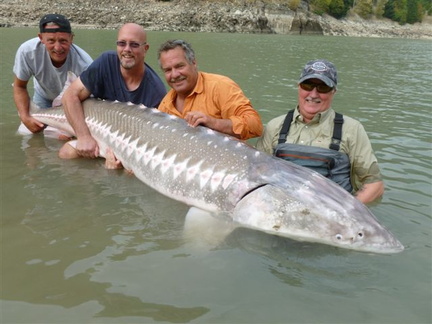 Fraser River Canyon sturgeon 8'2&quot; Sept 15 2013