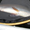 Fish in 2007. This one won't lay across the 22&quot; bottom of the net without bending from head to tail. 