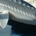 My first sturgeon is to the boat.