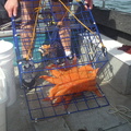 April crabbing 004