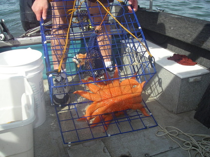 April crabbing 004