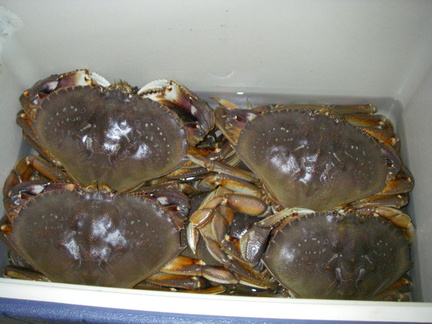 Crab limit in the cooler