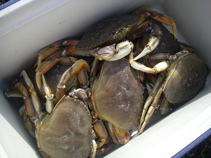 July 12 2008 crabbing