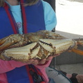 Now that is a large dungeness crab. 