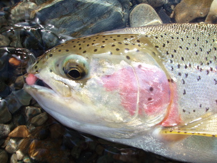 trout trips 2007