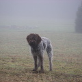enjoying a foggy morning