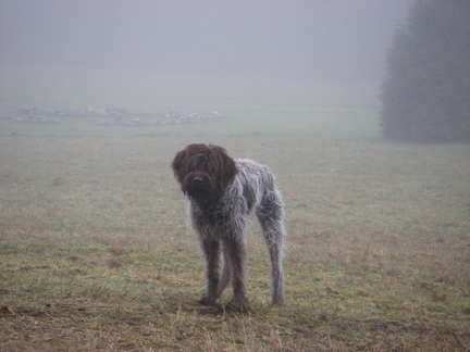 enjoying a foggy morning