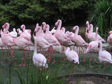 Disneyland 2008 147 flamingos in Sea World.jpg