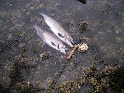 tidepool salmon