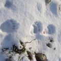 Bearprints