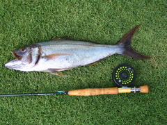 Grey Snapper caught on a coho pattern in Kona off an outer reef