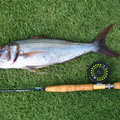 Grey Snapper caught on a coho pattern in Kona off an outer reef