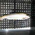 22 incher on a black with red rib size 12 