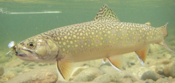 Brooktrout 