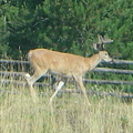 Deer_1.jpg