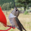 Hummingbird_1.jpg