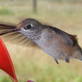 Hummingbird_3.jpg