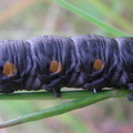 caterpillar_1.jpg