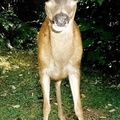 deer- 08 93