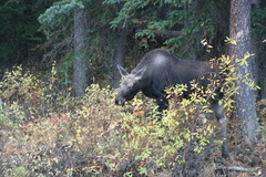 I think I could have hand fed this moose, just pulling your leg
